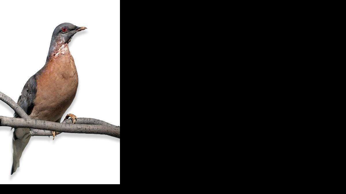
Passenger pigeon exhibit
