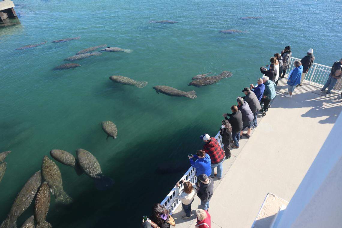 Visitors watch manatees gather at Manatee Lagoon in winter.