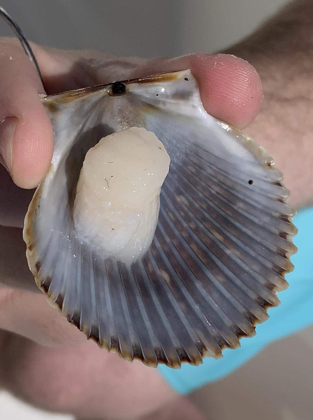 The prize inside the shell.