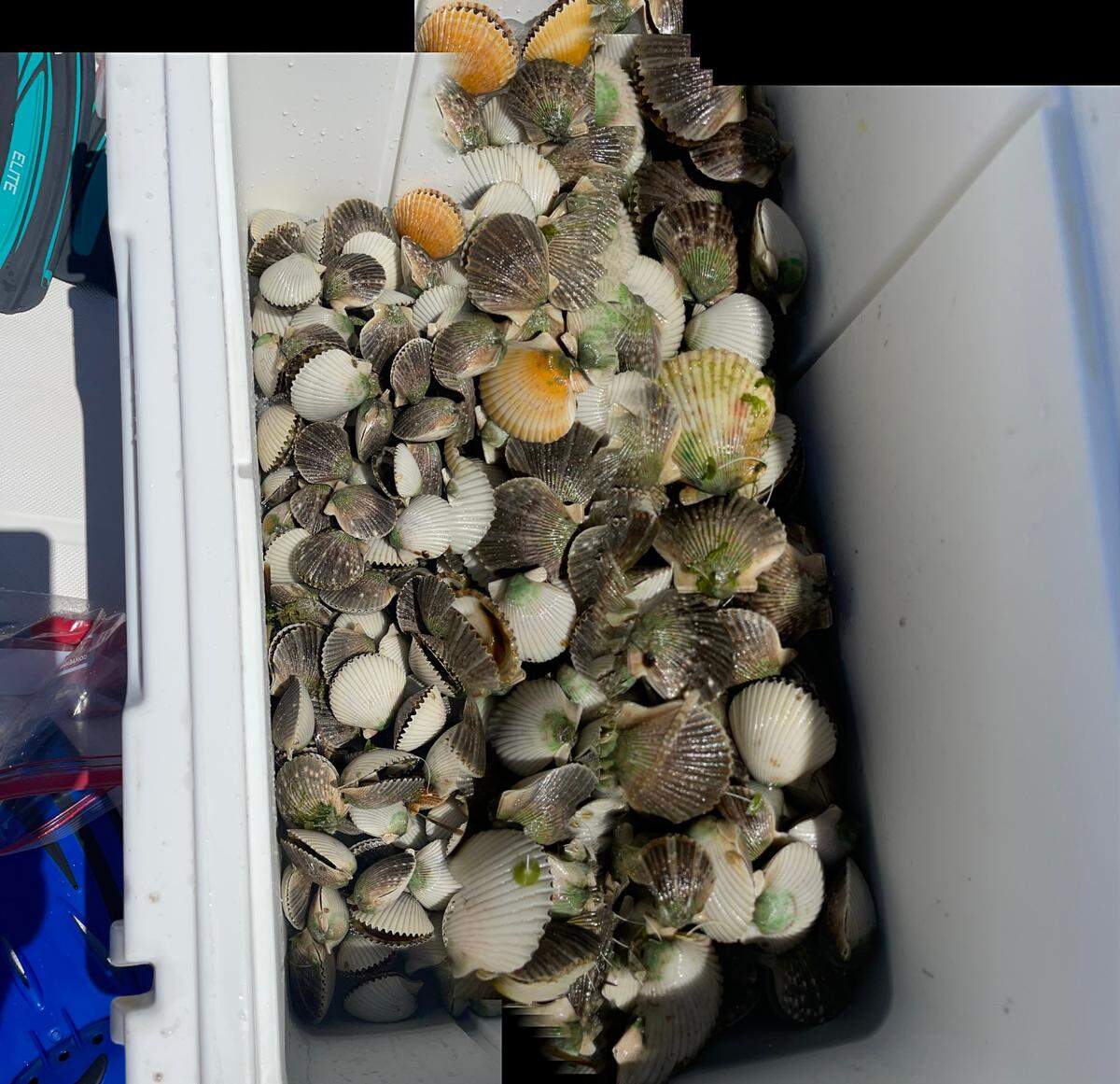 Fill your cooler with hand-caught fresh scallops.
