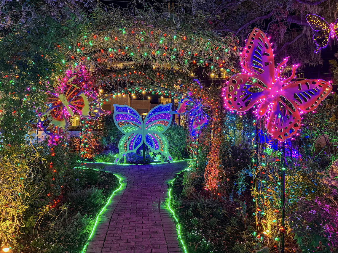 Marie Selby Botanical Gardens transforms into a glowing wonderland during its annual Lights in Bloom celebration.