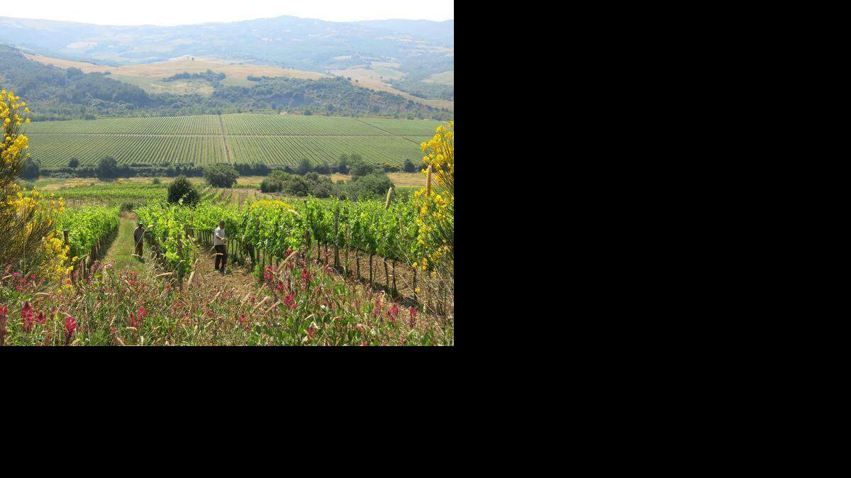 
Workers tend crops on a farm en route to Rocca d'Orcia, a village in Tuscany, Italy. 

