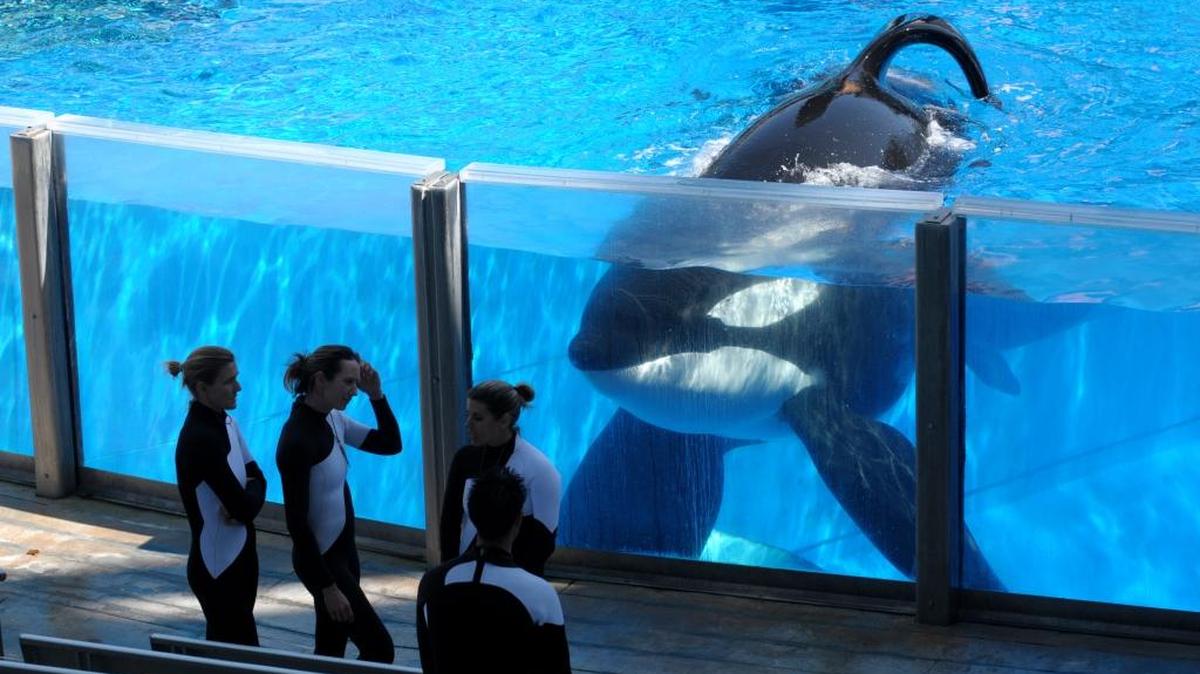 Killer whale Tilikum, right, watches SeaWorld trainers at Shamu Stadium in Orlando in this photo from 2011. SeaWorld is ending its practice of killer whale breeding following years of controversy over keeping orcas in captivity.