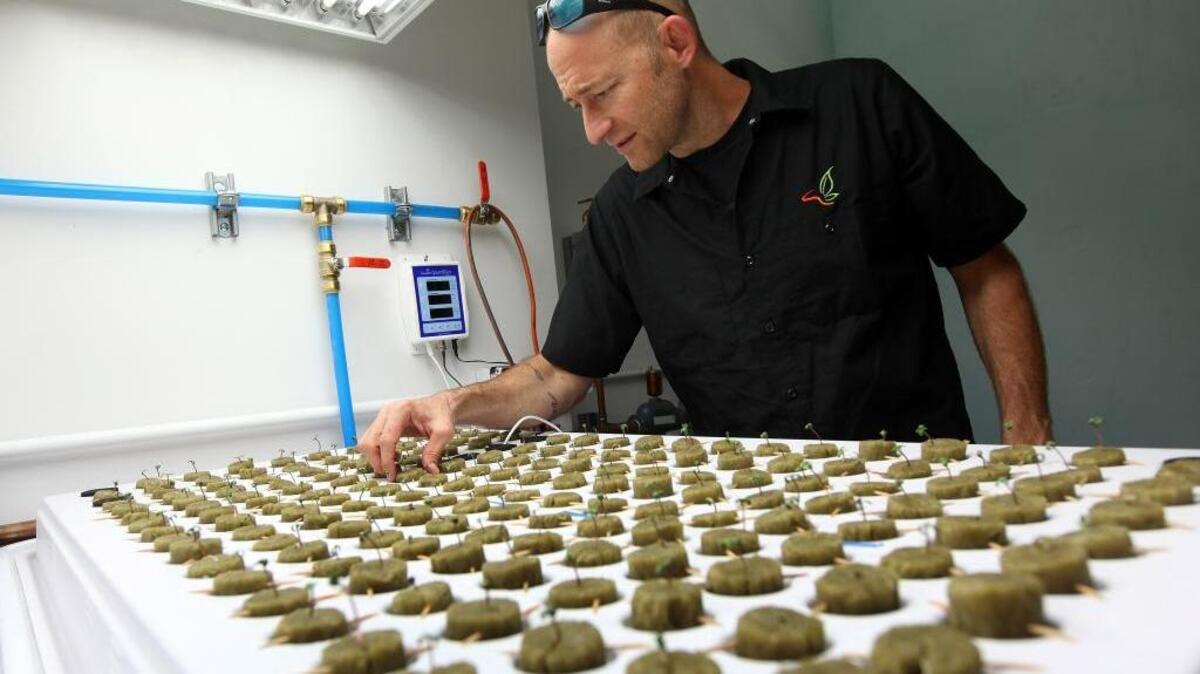 
Consultant Jonathan Hunt checks seedlings growing in the new marijuana growing facility on the Flandreau Santee Sioux Reservation.
