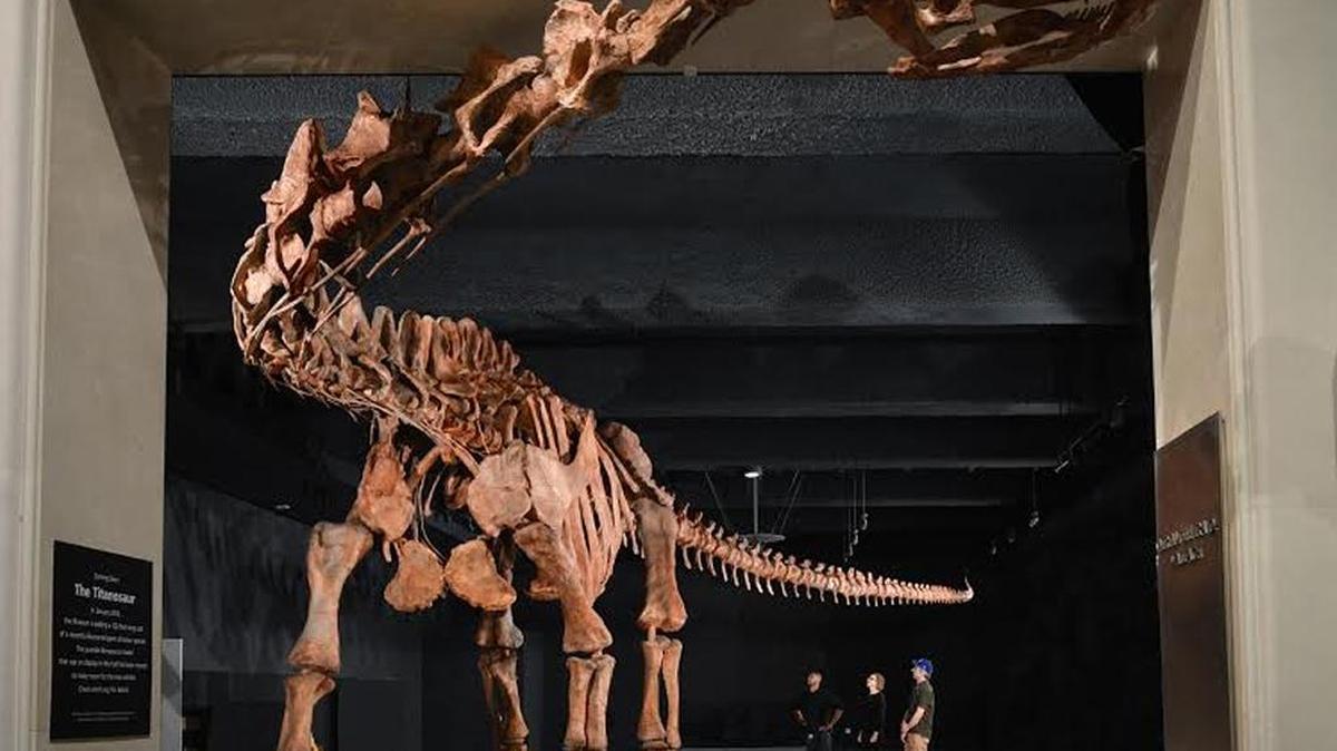 A fiberglass model of a 122-foot-long dinosaur — its species so recently discovered that it hasn’t even been officially named yet — went on display at the American Museum of Natural History Friday.