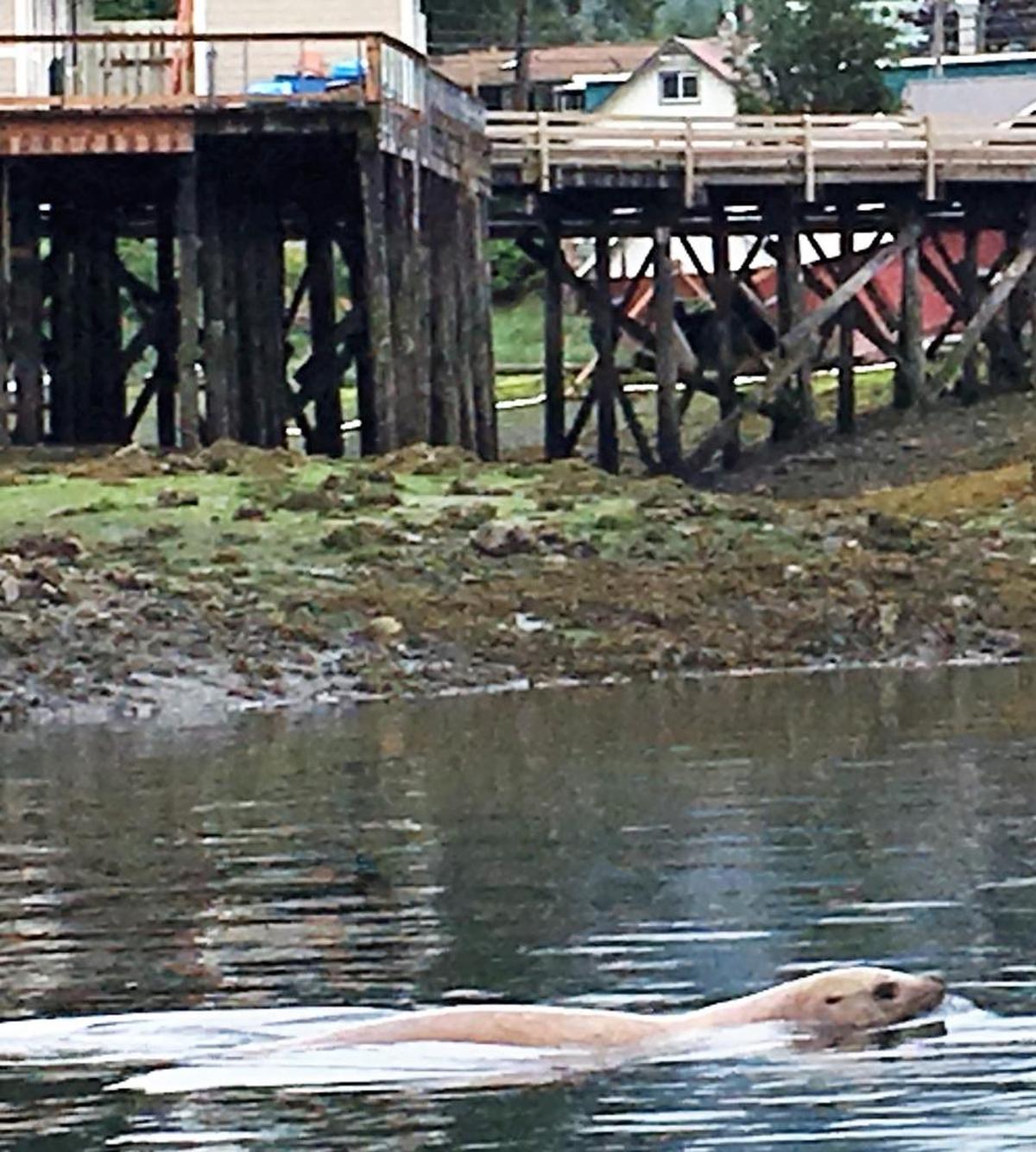 A sea lion awaits errant throws in the herring toss contest in Petersburg, Alaska.