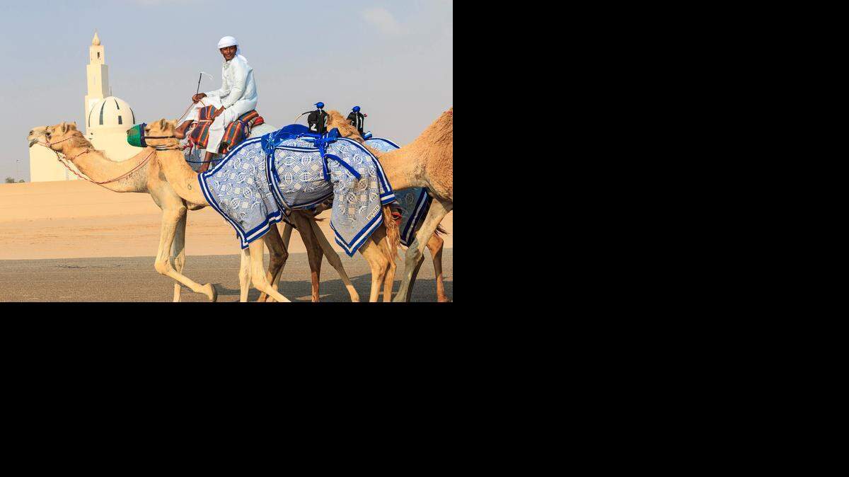 
Camels being taken to a track for race training in Dubai, UAE. The small objects on some camel's backs are robot jockeys that are radio controlled. Camels are not strong enough to race with heavy weights. 
