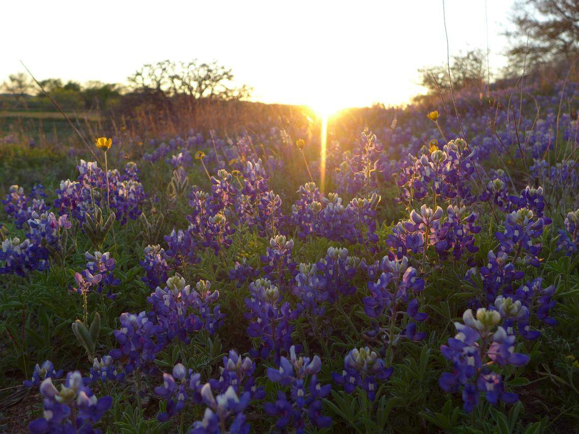 Texas bluebonnets typically peak mid-March through mid-April, blanketing the roads around Fredericksburg in color.