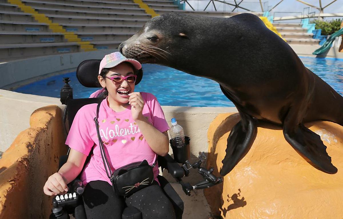 El león marino Bud besa a Valentina Corpas en el Miami Seaquarium.