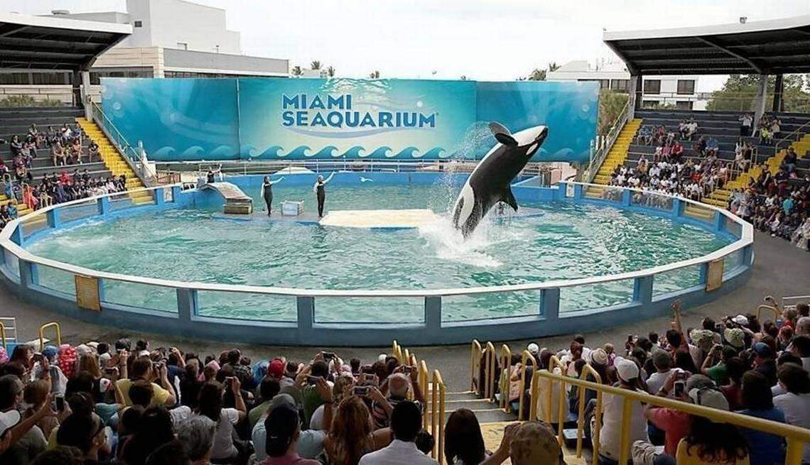 Killer whale Lolita performs at the Miami Seaquarium. The USDA Office of the Inspector General found the whale’s tank may not be in compliance with the Animal Welfare Act. Walter Michot