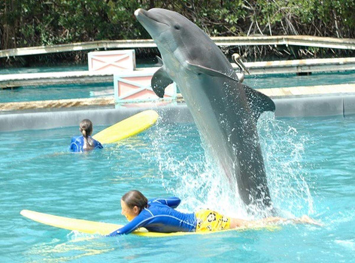 Dolphins with their trainers at Miami Seaquarium.