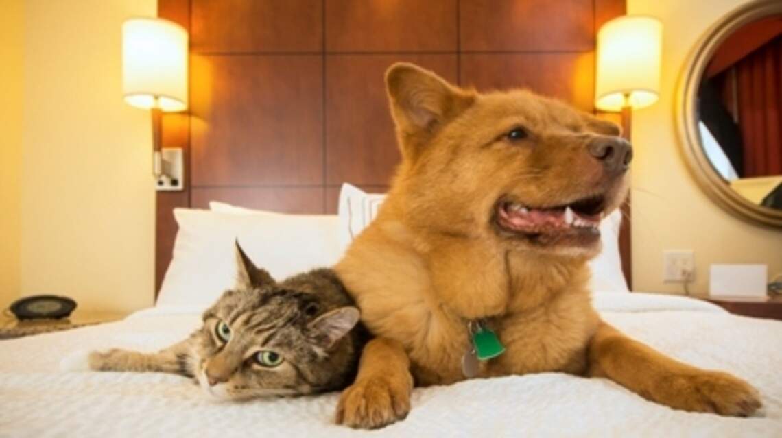 5 Hoteles de Miami que admiten a su mascota