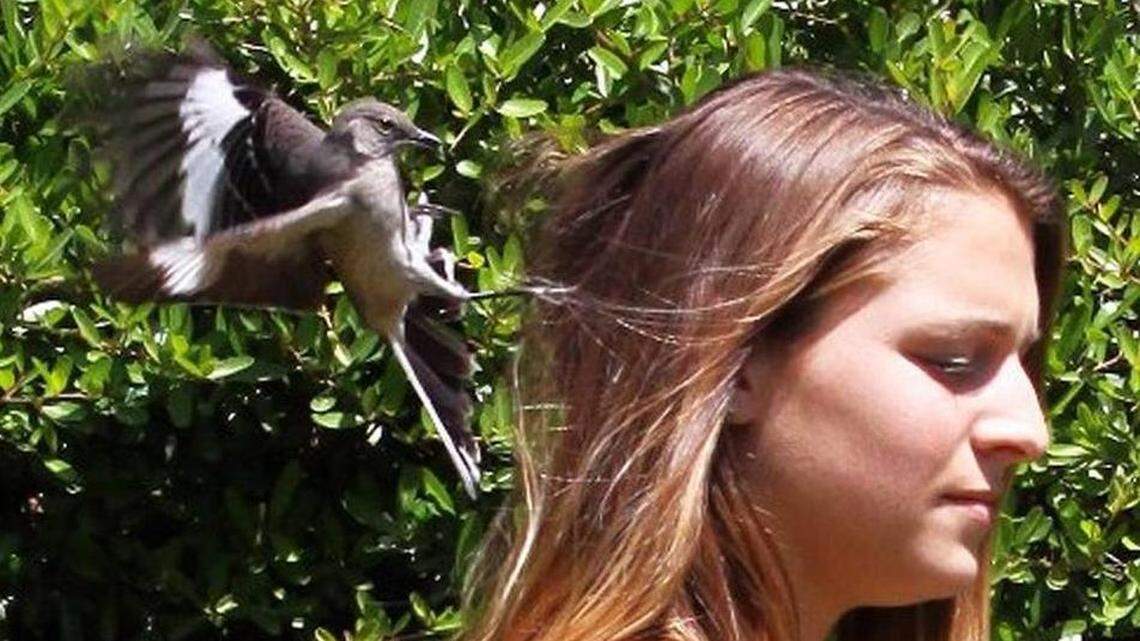 This photo provided by the University of Florida, taken April 19, 2009, shows a mockingbird grazing University of Florida biology major Devon Duffy, in Gainesville, Fla., in an attempt to drive her away from its nest on the university campus.