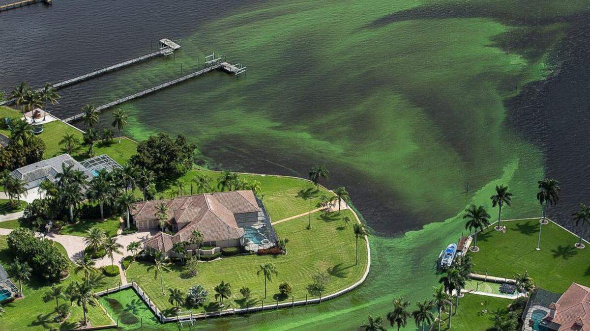 Toxic algae. Yay!