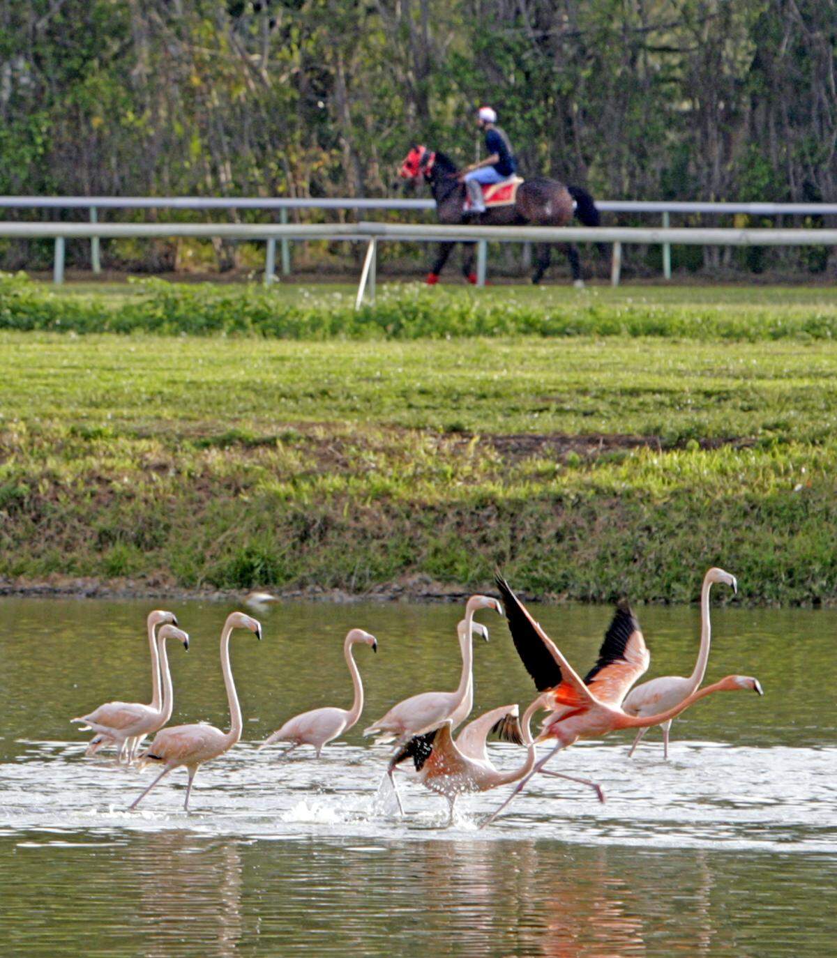 After an 8-year hiatus horse racing is back at Hialeah Park, the oldest horse racing track in South Florida. Quarter horse racing will begin November 28th with free admission. - A jockey walks his horse on the backside of the track as the famous Hialeah Track flamingos wade in the water, November 21st.