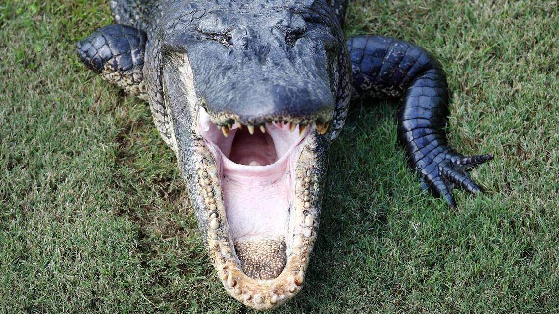 Florida’s worst creatures, ranked by how often they haunt our nightmares