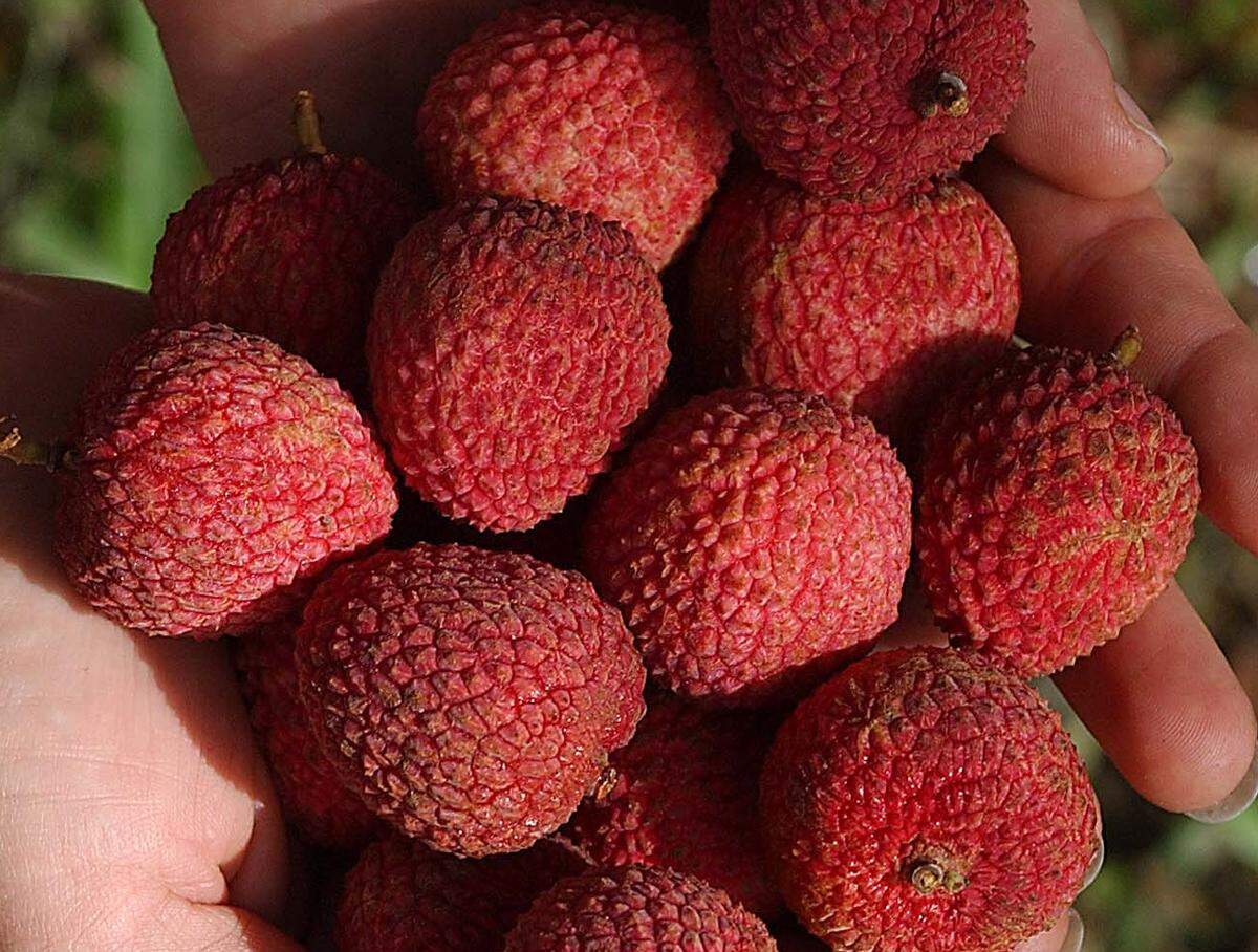 Lychees are horrible fruit, but no one is admitting it.