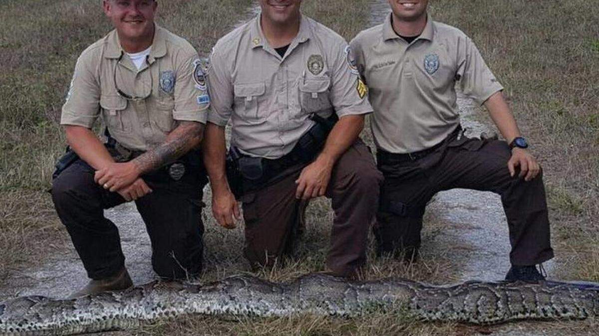 Wildlife officers (left to right) James Bales, Sergio Najera, and Alexis Del Los Santos captured a 15-foot female Burmese python on Monday. The female was breeding with four other males — scientists call it a breeding ball — when the officers found her. They shot the female and two of the males. The other two escaped. Wildlife officers (left to right) James Bales, Sergio Najera, and Alexis Del Los Santos captured a 15-foot female Burmese pytho