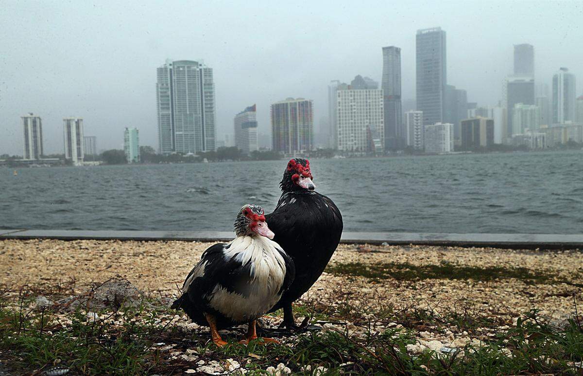Ducks stand under a light rain on the north side of the William M Powell Bridge in Key Biscayne as the coastal area from Golden Beach at the Miami-Dade/Broward county line all the way down to Craig Key was placed under Tropical Storm Watch as Tropical Depression No. 18 remains on its path to Cuba, South Florida and the Bahamas, on Saturday October, 2017.