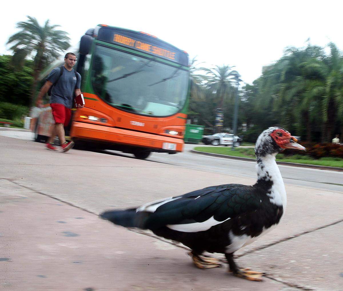 The use of public transportation like shuttles is one of the solutions recommended to students in order to alleviate the traffic around campus and shorten the distance between the different schools in the University of Miami's Coral Gables campus at UM in Coral Gables, this bridge on Wednesday October 28, 2015.