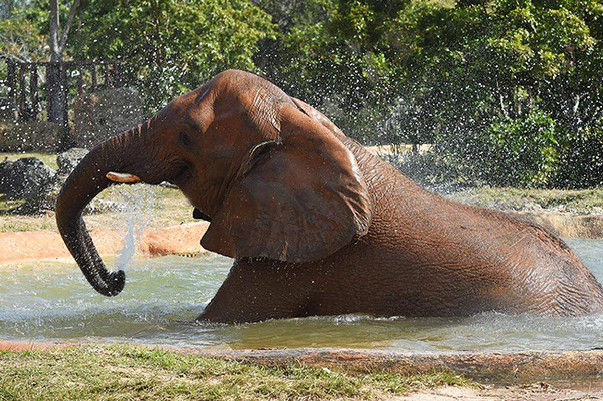 Miami’s elephants live in Kendall.