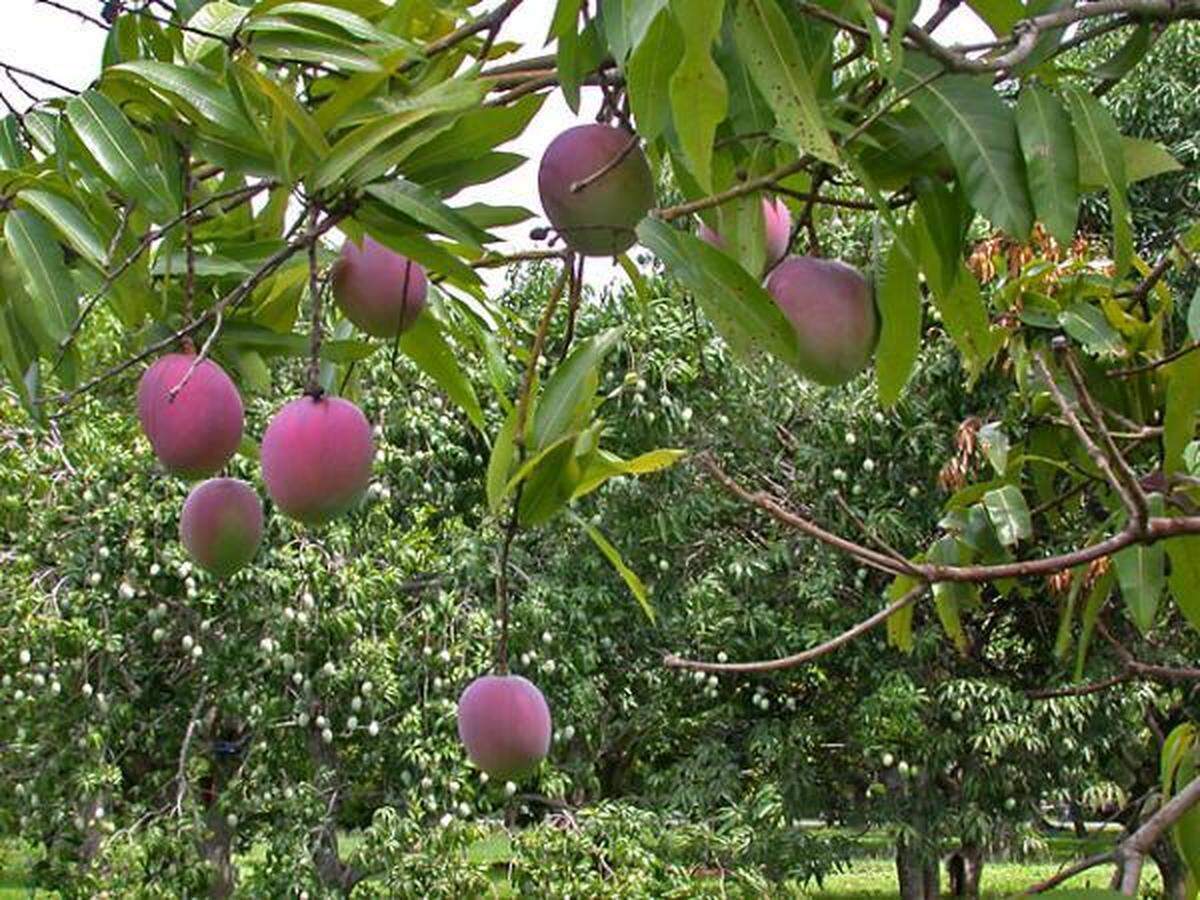 First thing we do, let's kill all the mangoes.