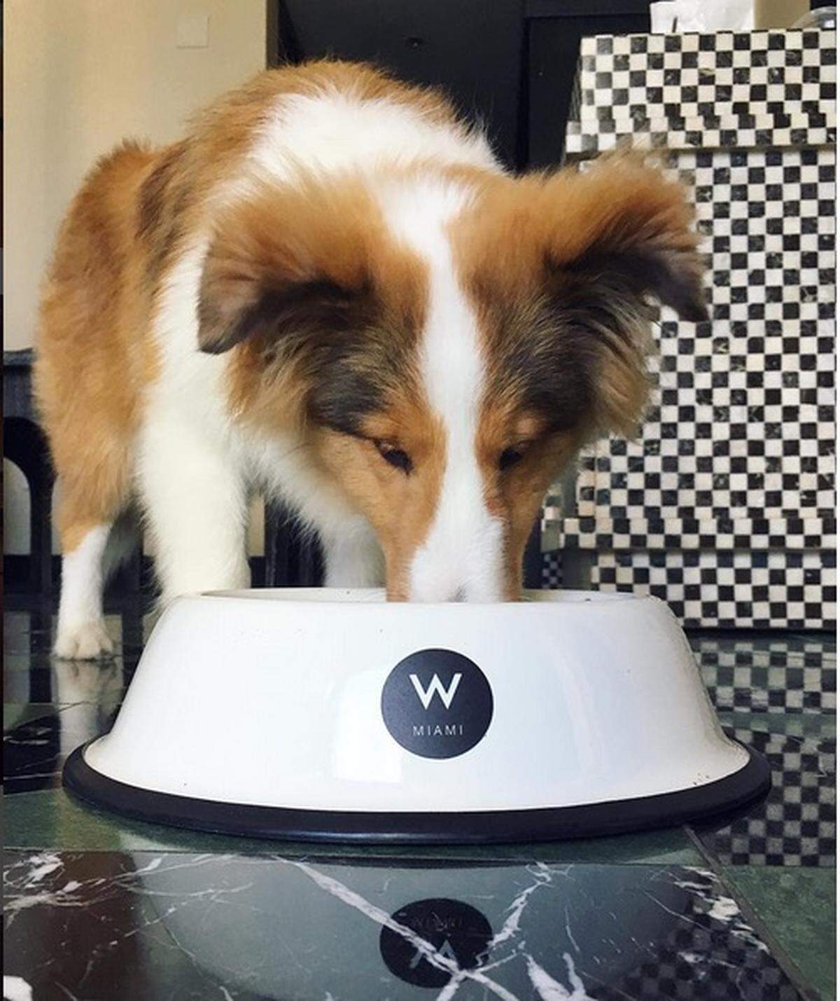 Chowing down at W Miami.