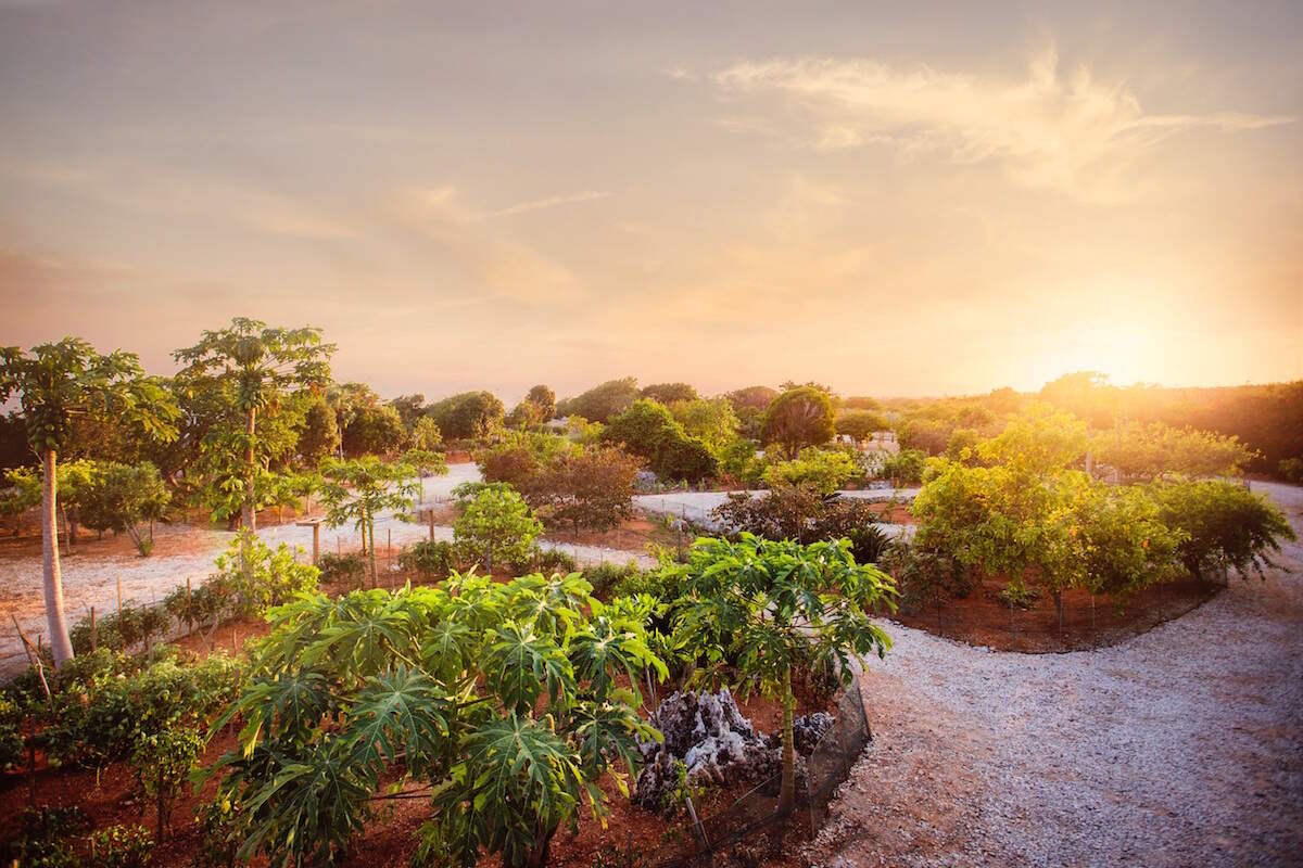 The organic farm atop a bluff at Cayman Brac’s Le Soleil d’Or. Brac means bluff in Gaelic.