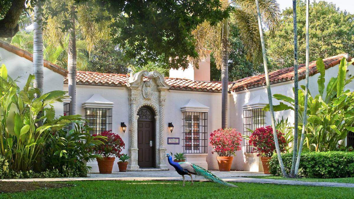 A peacock flaunts its feathers on Fisher Island at Rosemary's Cottage.