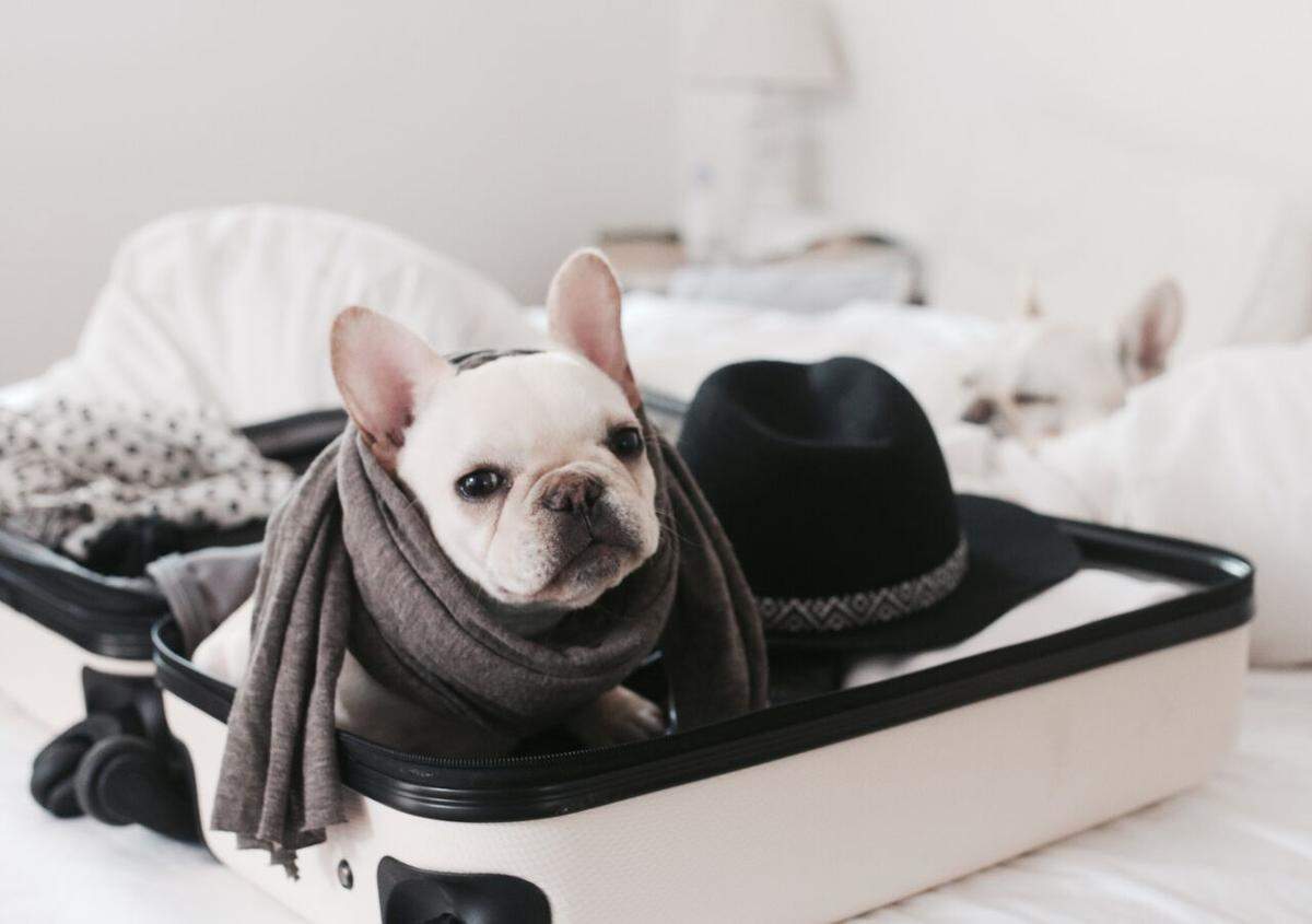 This Frenchie is traveling in style at Stanton South Beach