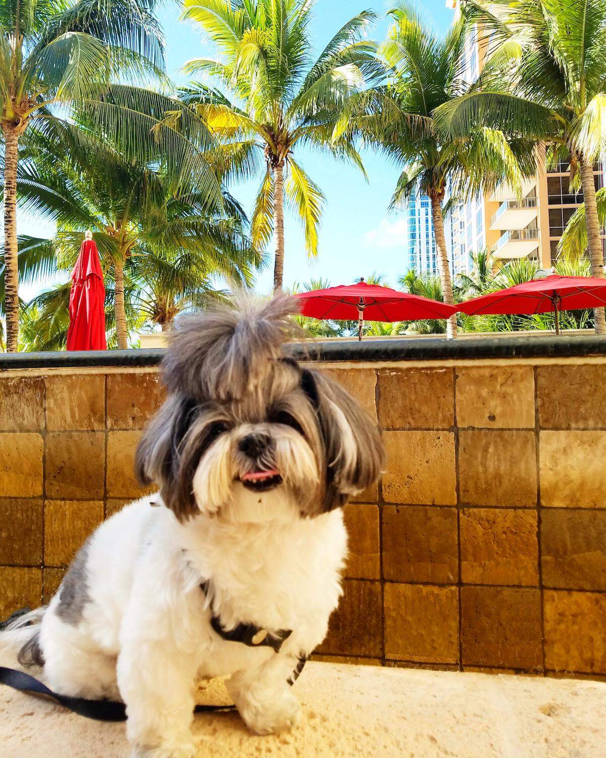 This pup's living the Acqualina lux life. #blessed