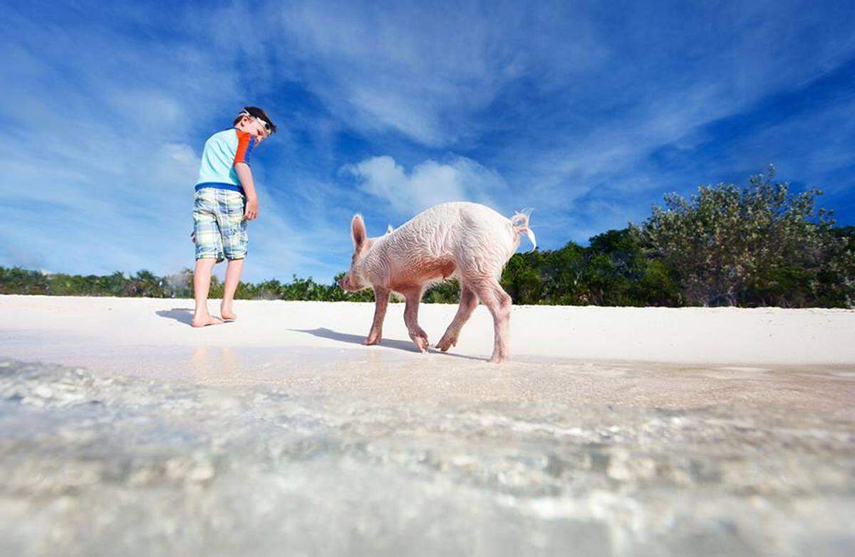 The Exumas, where pigs swim...