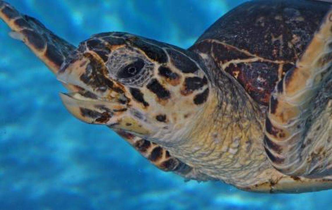 Get up close and personal with sea turtles at the Loggerhead Marine Life Center.
