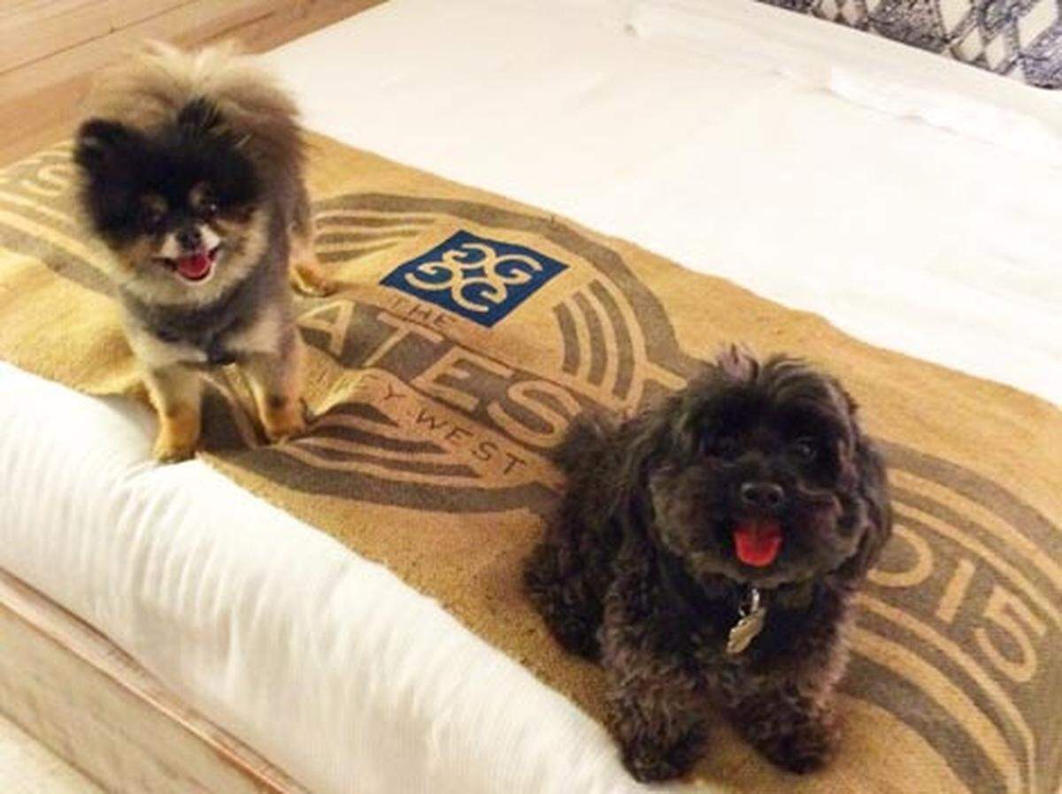 The Gates Hotel in Key West is dog-friendly!