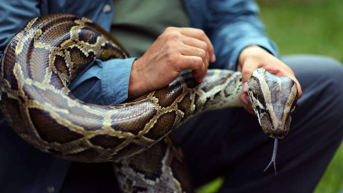 Hunters for the South Florida Water Management District marked a milestone in their yearlong hunt late Friday, catching the 1,000th Burmese python like this one photographed in 2012.