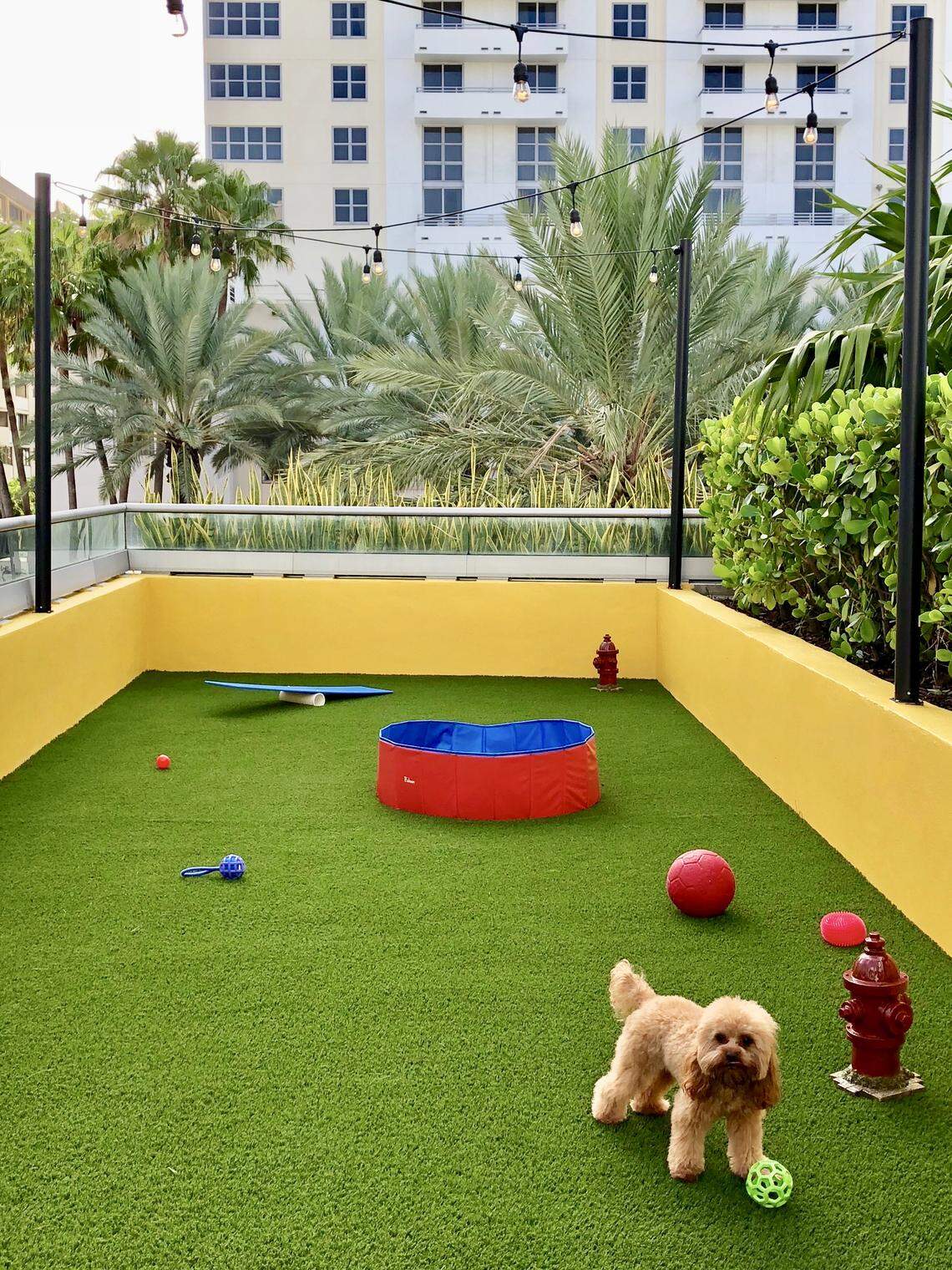 It's a ruff life at Hyatt Centric South Beach's Wooftop Park