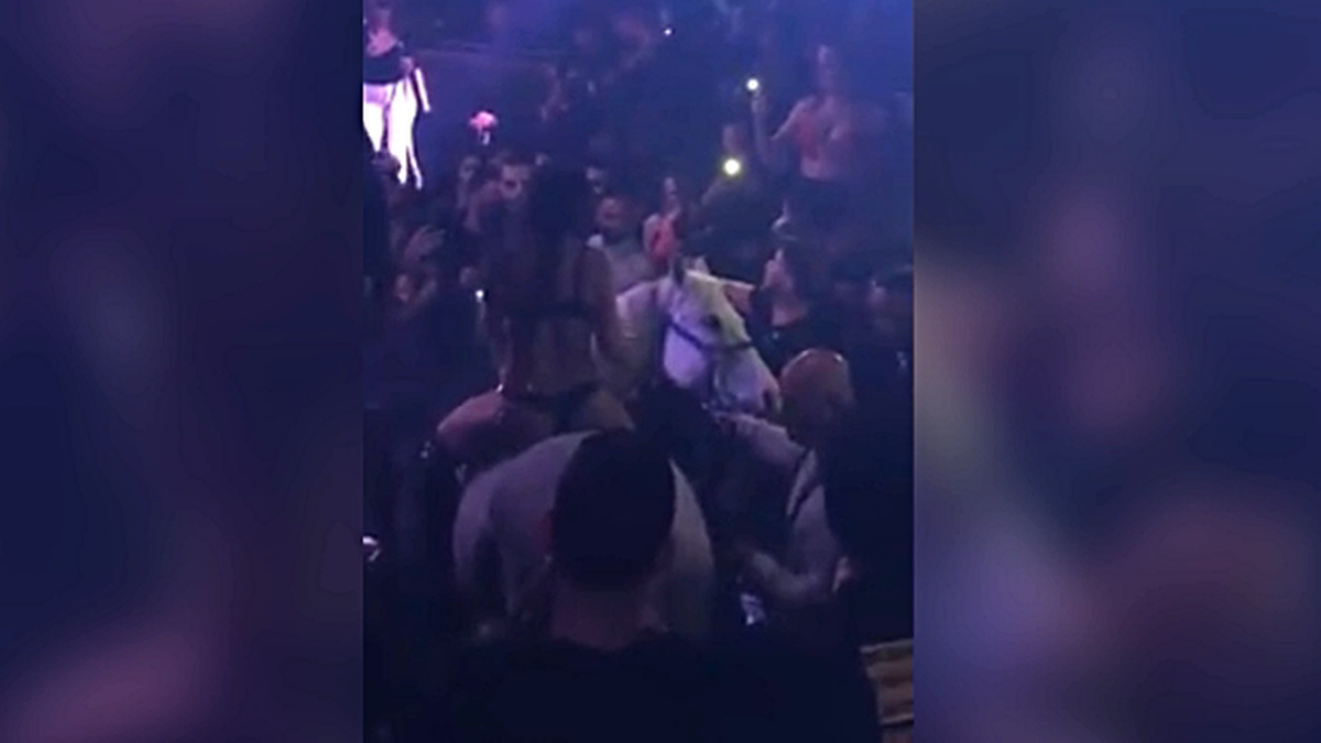 A club-goer posted a video of a horse in Mokai Lounge in Miami Beach Thursday night. Police are investigating.