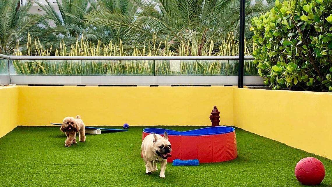 Hyatt Centric South Beach's barking new Wooftop Park