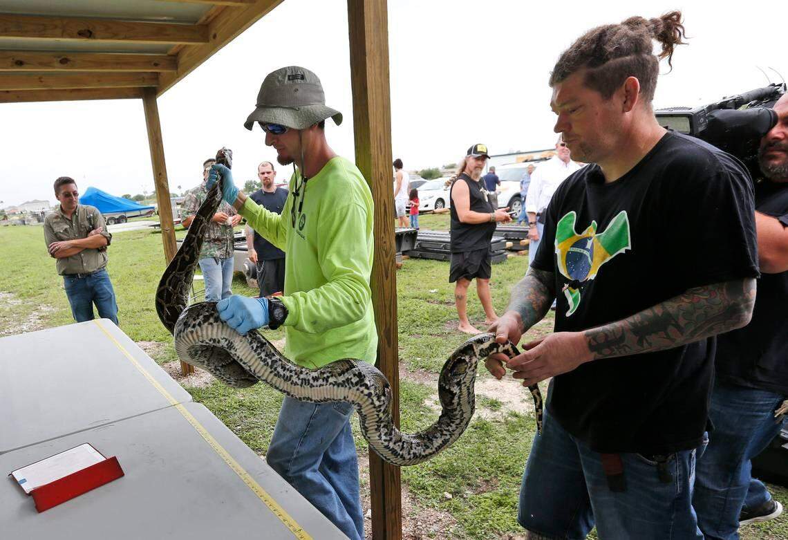 Python hunter Brian Hargrove, right, is helped by South Florida Water Management District staffer Marcos Fernandez, left, as they measure and weigh the 1,000th python caught in the Florida Everglades earlier this month.
