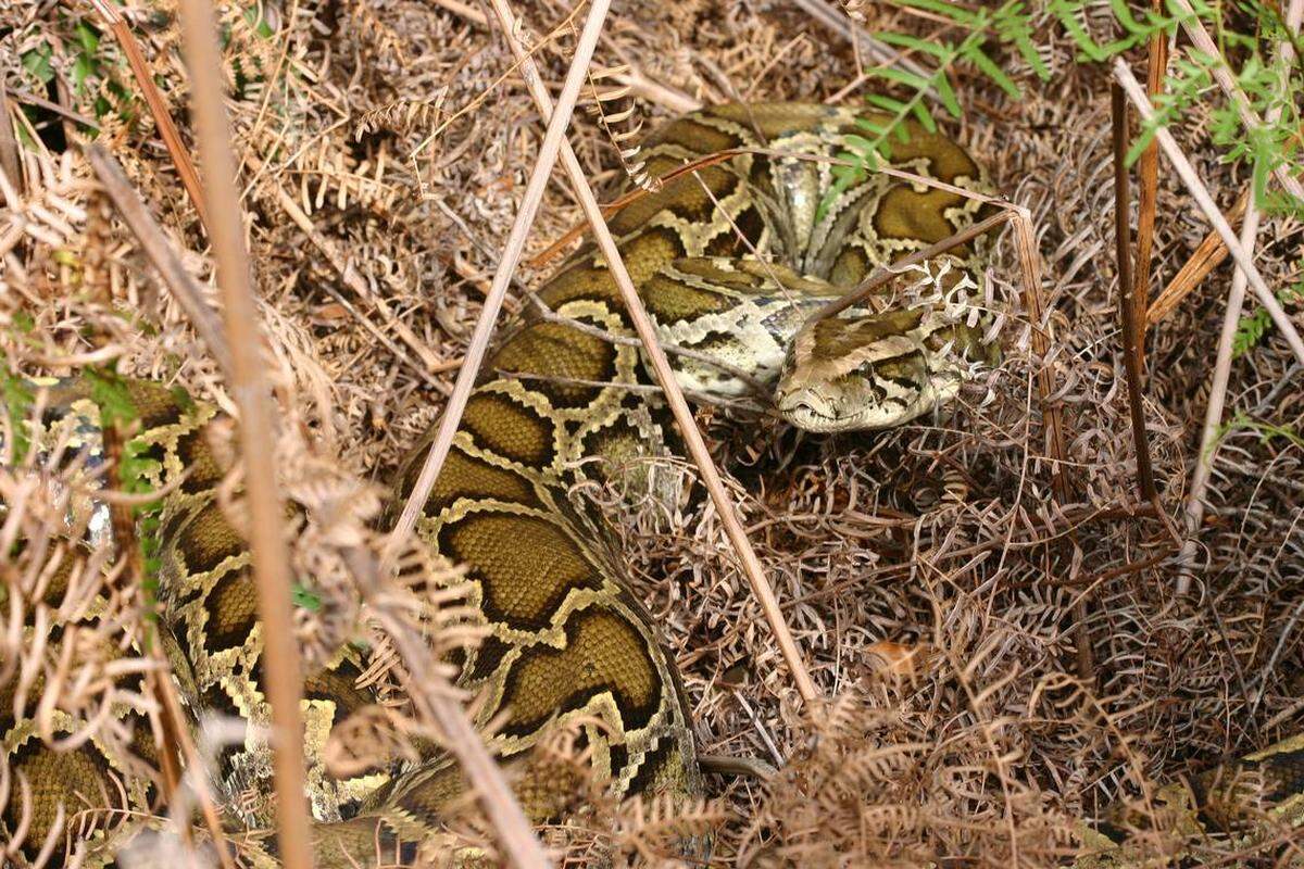 Photo courtesy Florida Fish and Wildlife Conservation Commission