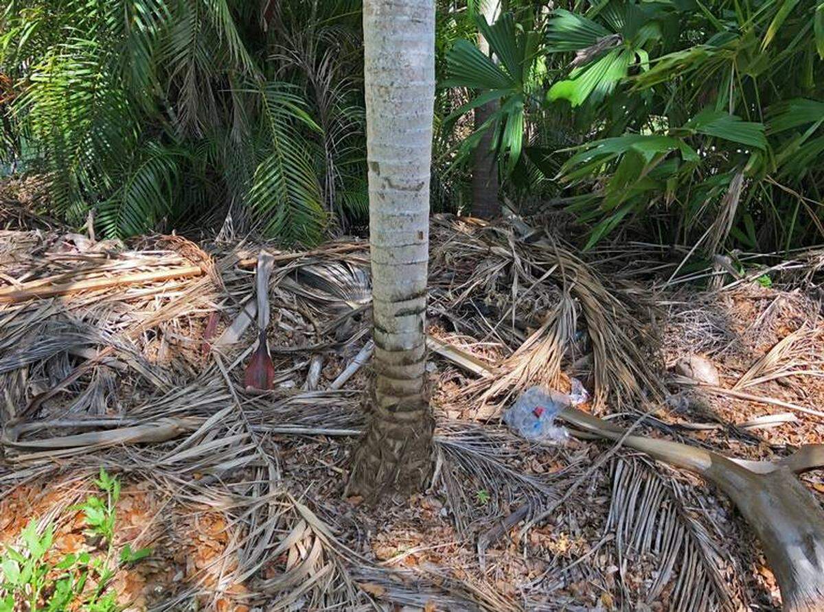 Neighbor Lance Kyle says after Hurricane Irma, palm fronds and other debris collected on the grounds and were never removed.