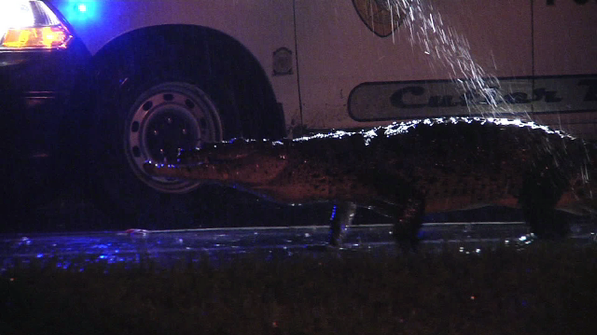 A crocodile was seen going out for a stroll early Tuesday morning in the Cutler Bay area. For the Miami Herald