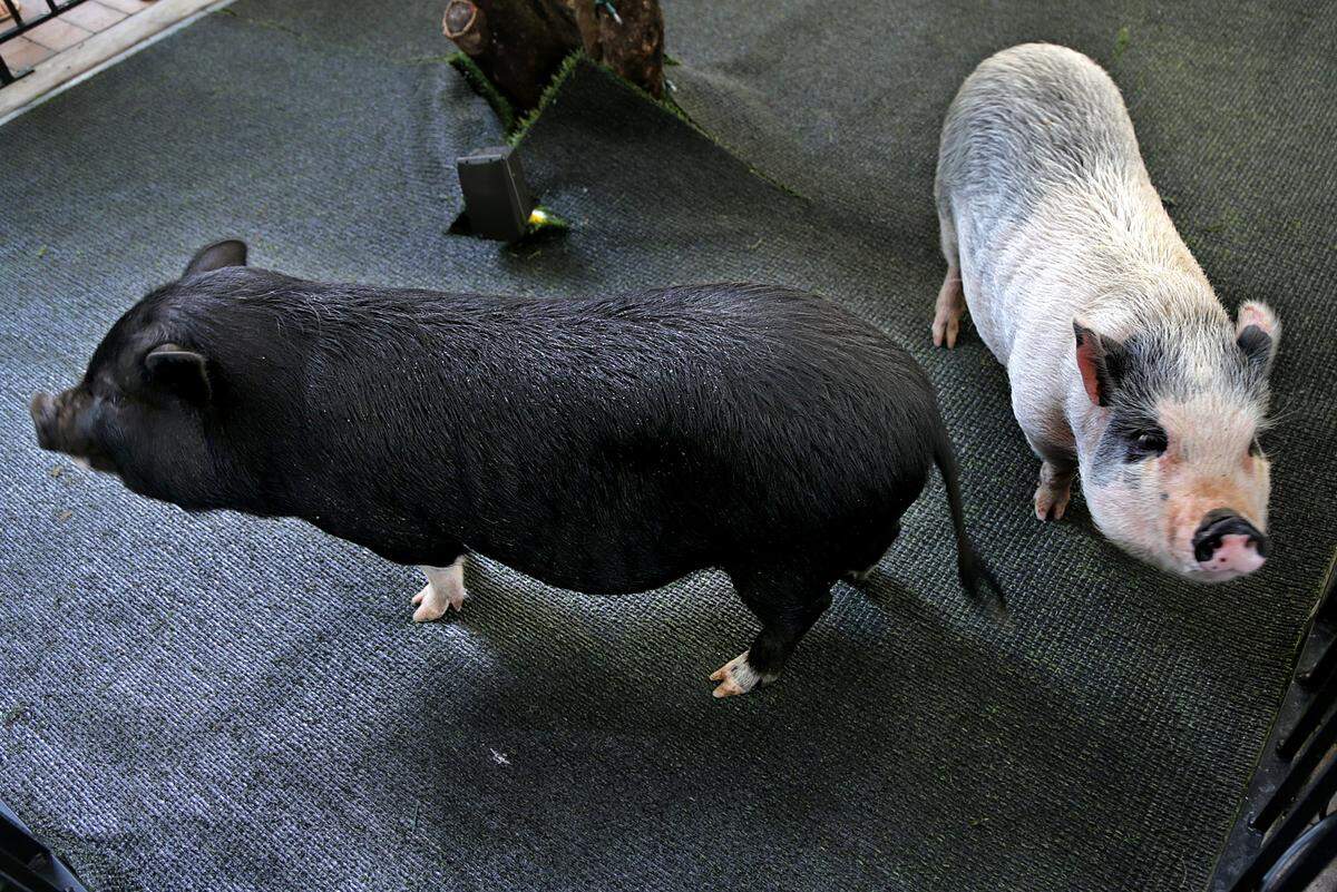 Pigs Luna and Layla (right), await to be pardoned by Miami Dade County Mayor Carlos Gimenez, during the first-ever "Pig-Lechon Pardoning Ceremony" celebrated at Latin Cafe 2000 Brickell in Miami on Wednesday, December 19th, 2018.