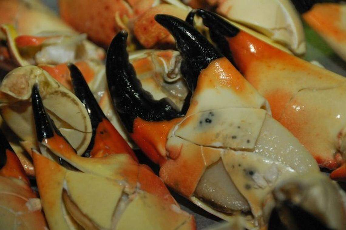 Stone crab claws are cracked, showing the meat inside.