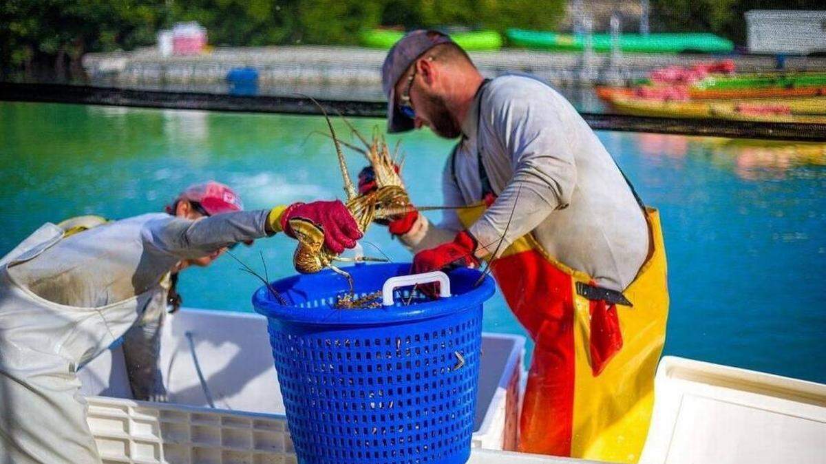 Hurricane Irma paralyzed the Keys’ fishing industry, the second-largest industry in the island chain, and wrecked the commercial lobster trapping industry. If you see Florida spiny lobster on a menu, you can bet it’s frozen.