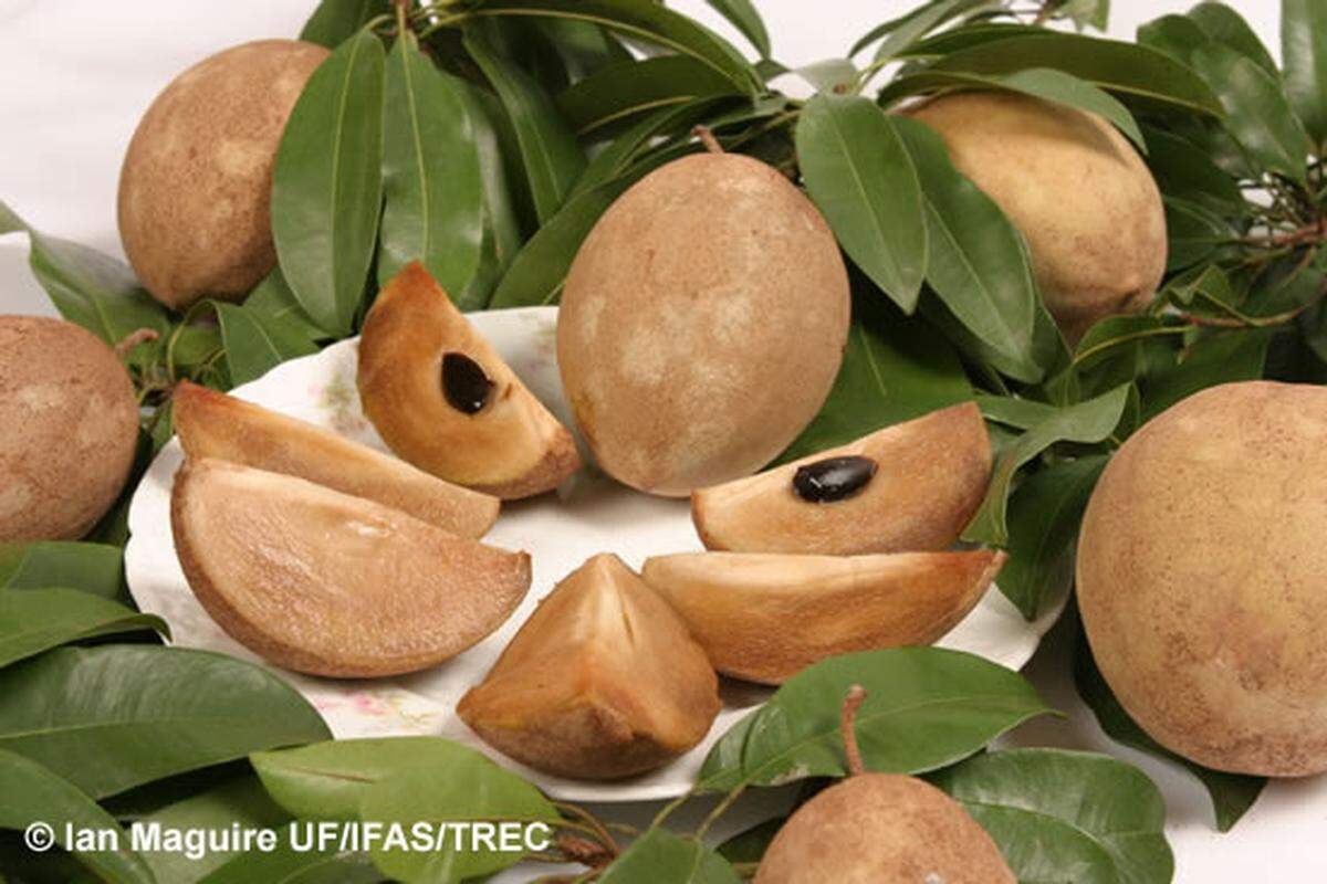 What does a sapodilla taste like? Like the inside of an apple pie.