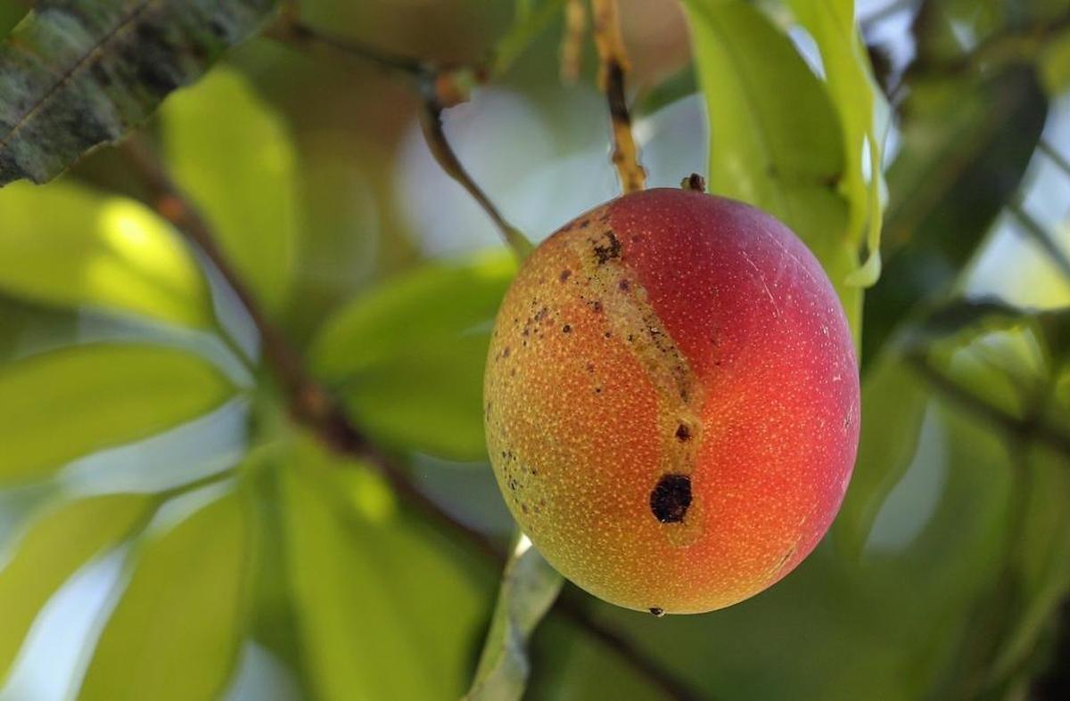 A colorful Haden mango from what could possibly be the first and oldest Haden mango tree in the world, in Coconut Grove.