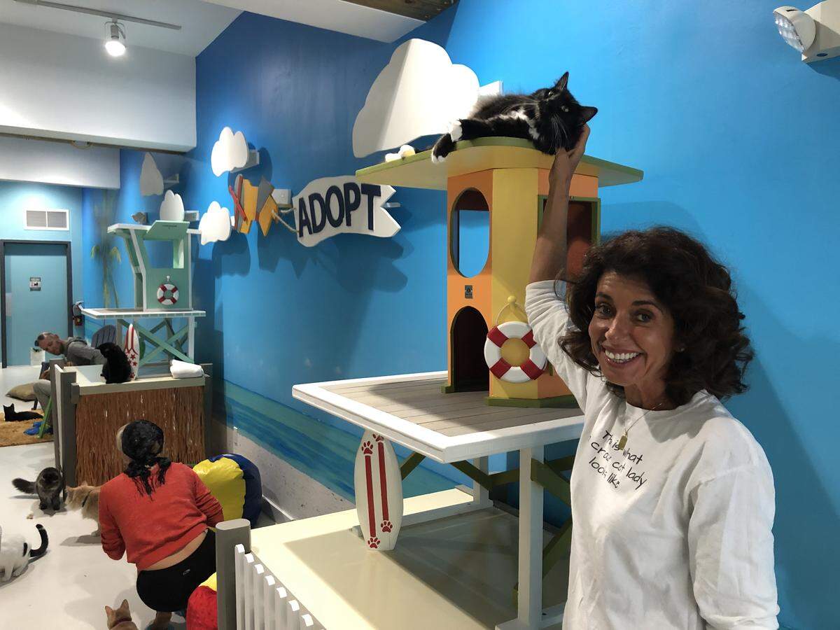 Celyta Jackson built the Cat Café South Beach when she saw the need to help get cats adopted in Miami-Dade county.