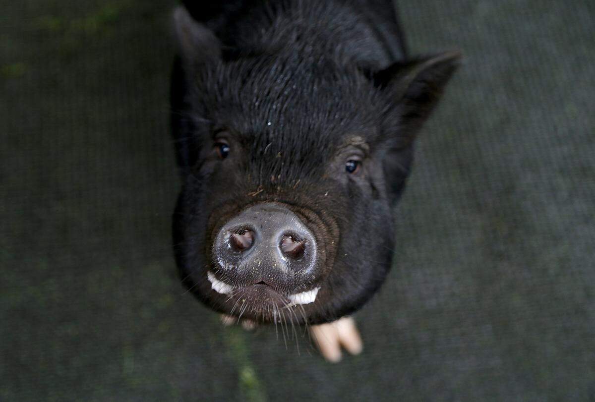 'You aren't going to eat me!'