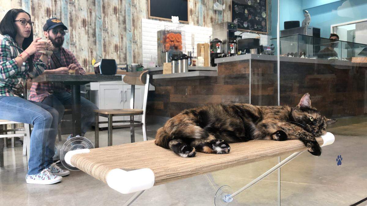 Cats are on one side, coffee shop customers on the other at the Cat Café. Between them, glass, a set of double doors and a high-efficiency air filtration system.